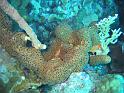 Agela conifera